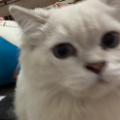 小猫爱追剧